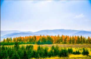 塞罕坝里“林三代”