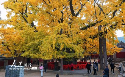 山东莒县：千年银杏树进入最佳观赏期