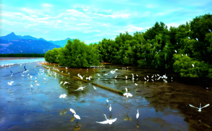 广西为世界贡献红树林保护的中国方案