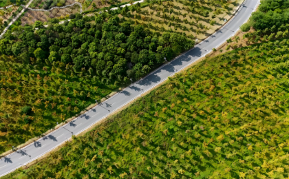 未来全球造林行动有了“路线图” 