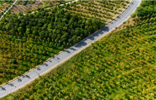 未来全球造林行动有了“路线图” 