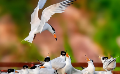 三部门重拳护鸟，这些涉鸟保护误区触碰法律红线！ 