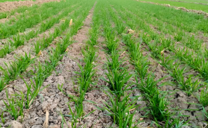 全国冬小麦播种过八成 主产区有力推进秋冬种   