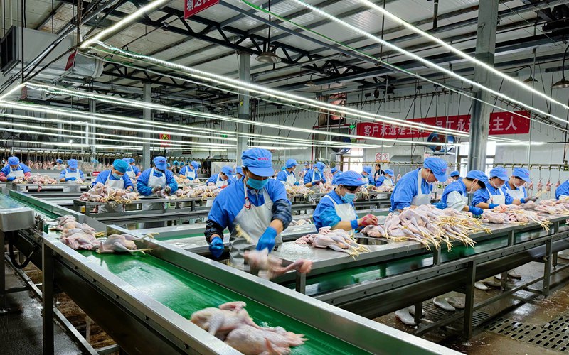 1763004234970639.jpg 顺宝公司白条鸡生产线。.jpg