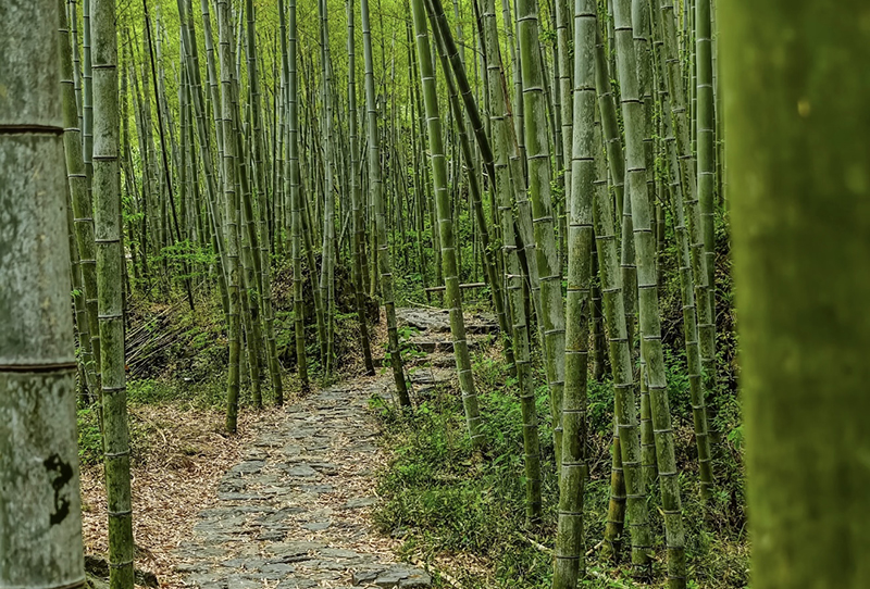 1763010131249095.jpg 竹海生态步道.jpg