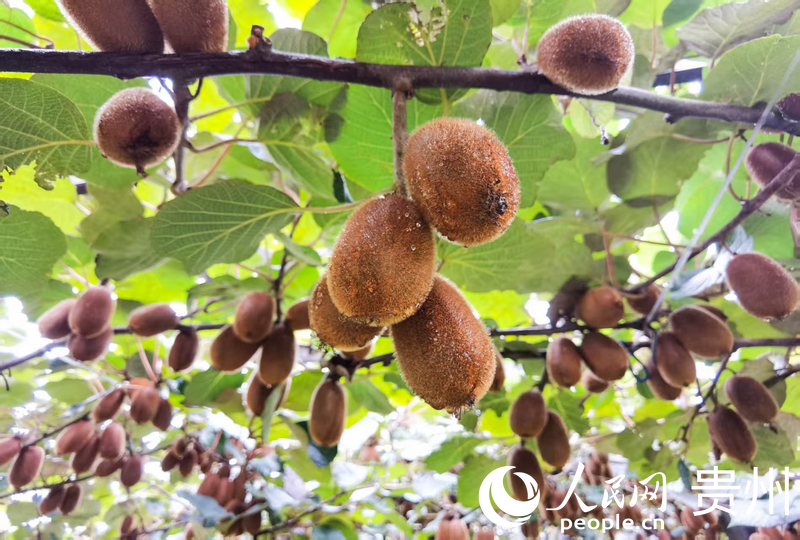 1763451497369907.jpg 修文猕猴桃。.jpg