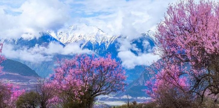 “赏花经济”激发文旅新活力 各地群众吃上“旅游饭”