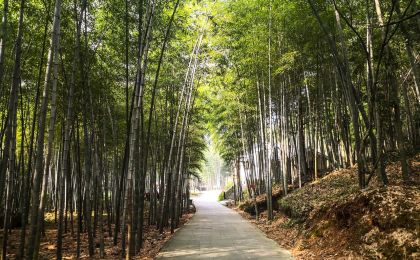 我国森林质量不断提升 固碳能力显著增强