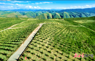 中国“三北”工程荣获“全球技术成就林业奖”