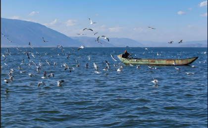 滇池“超级净水器”：吃进蓝藻，吐出清水