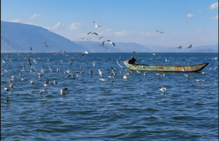 滇池“超级净水器”：吃进蓝藻，吐出清水