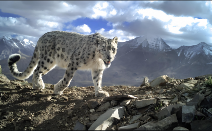 雪豹归来：国家公园的生态答卷