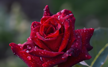 沈阳玫瑰绽放城市精神