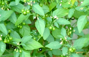 太行山下“小种植”带来“大产业”