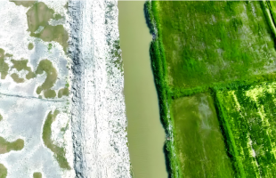 我国积极探索区域盐碱耕地治理模式    综合利用，盐碱地变丰产田   