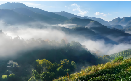 茶山深处的“土地生金”密码    