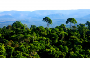 全球变暖，亚马孙雨林会进入“超级热带时代”吗  