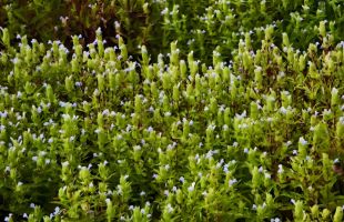 跳蚤草的重生：从濒危植物到“致富草”