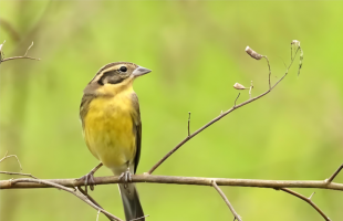 涉案金额3900余万元，一张快递单引出野生鸟类盗猎案  