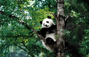 野生大熊猫为啥爱“遛弯”？答案就在长江上游这片山林里 