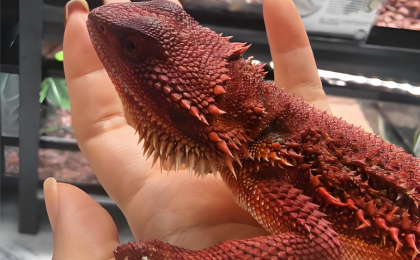 异宠市场“野蛮生长”暗藏风险 ？