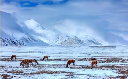 青藏高原动物迁徙遇“拦路虎”？？