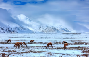 青藏高原动物迁徙遇“拦路虎”？