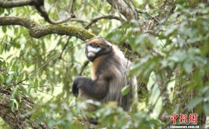 贵州：“生态赎买”护佑“世界独生子”  