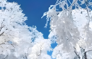 吉林市琼枝玉树雾凇如画  