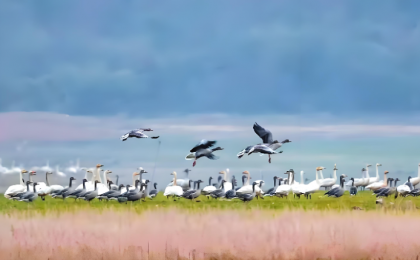 迁徙候鸟“隐形陷阱”？艺术创作绝不能触碰生态底线  