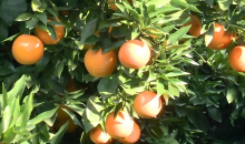 “咱村的柑橘出国了”  