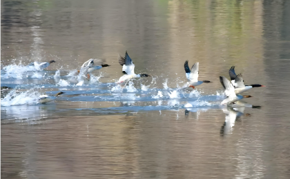 黄山开展中华秋沙鸭越冬种群专项调查 
