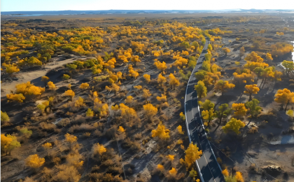 沙窝子野草变“金苗”  