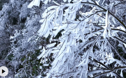云南盐津：树木挂上“冰雪糖霜”