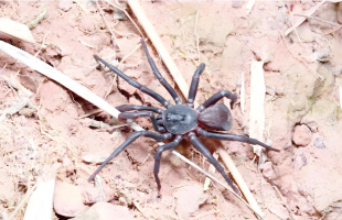 重庆发现命名两种蜘蛛新物种 