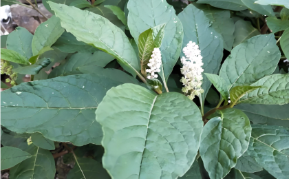 “金银绿”绘就边城新图景   