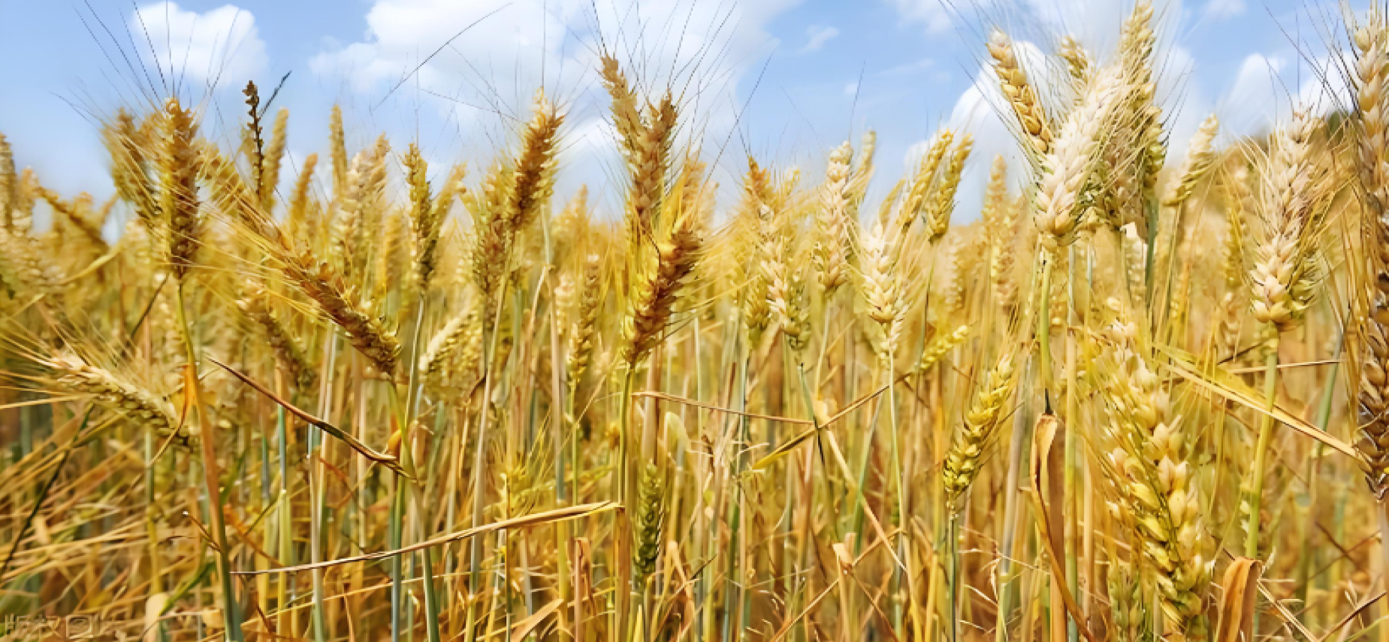 小麦变身记（三餐四季）