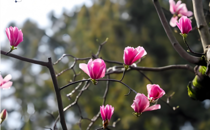 见者好运！400岁古旱莲盛开有多美
