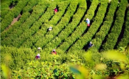 大别山茶香飘海外