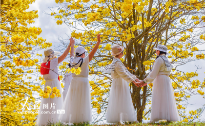 广西南宁：黄花风铃木盛开 