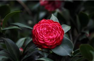 春日浪漫！延时看山茶花温柔绽放  