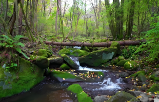 绽放的力量——2026女性影响力论坛即将开幕