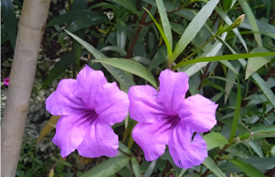 好治愈！延时镜头下蓝花草绽放如画 