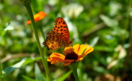 推动生物多样性保护事业高质量发展 
