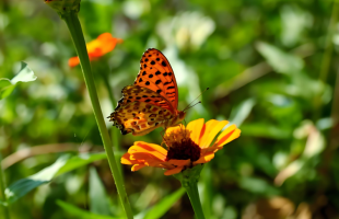 推动生物多样性保护事业高质量发展 