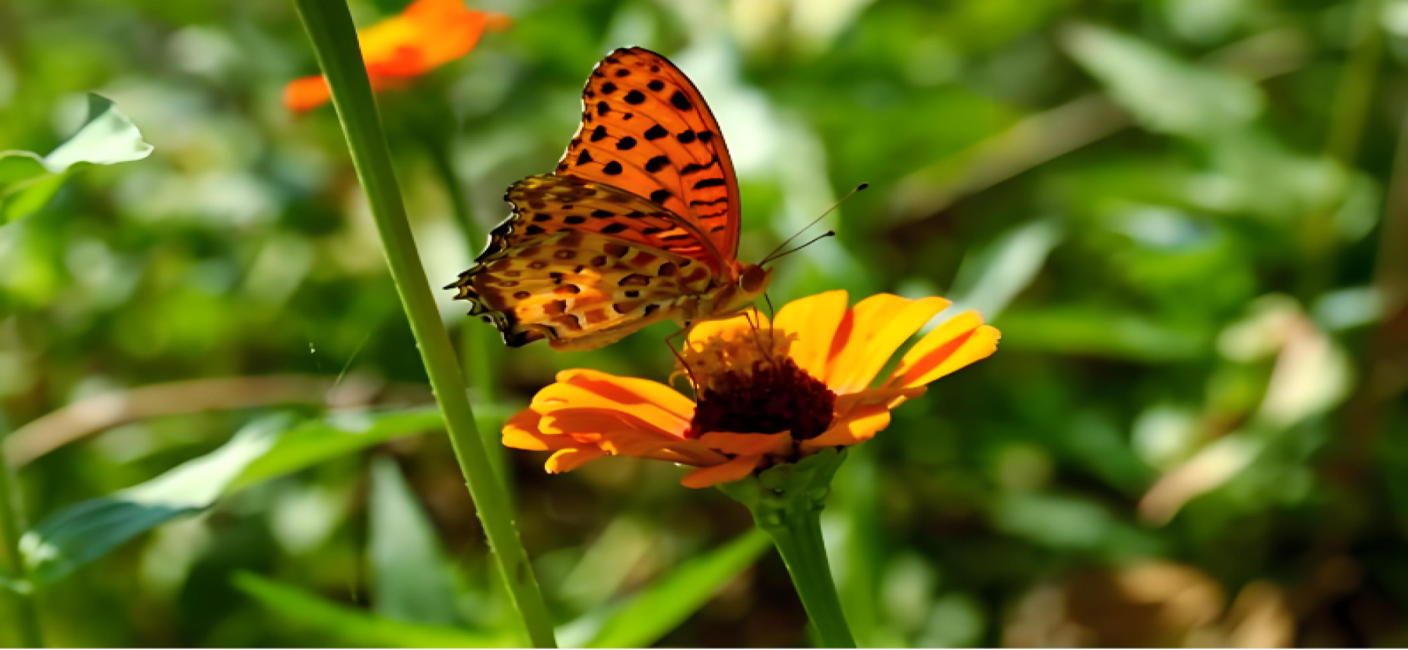 推动生物多样性保护事业高质量发展