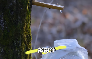 逐“绿”向“新” 老林区焕发新生机    