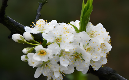 把春天拍给你看！延时看桃李渐次绽放 