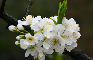 把春天拍给你看！延时看桃李渐次绽放 