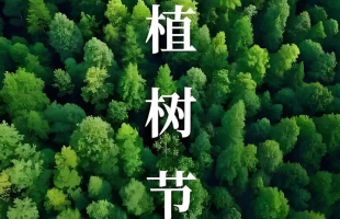 种下的是树苗，也是祖国的美好未来  